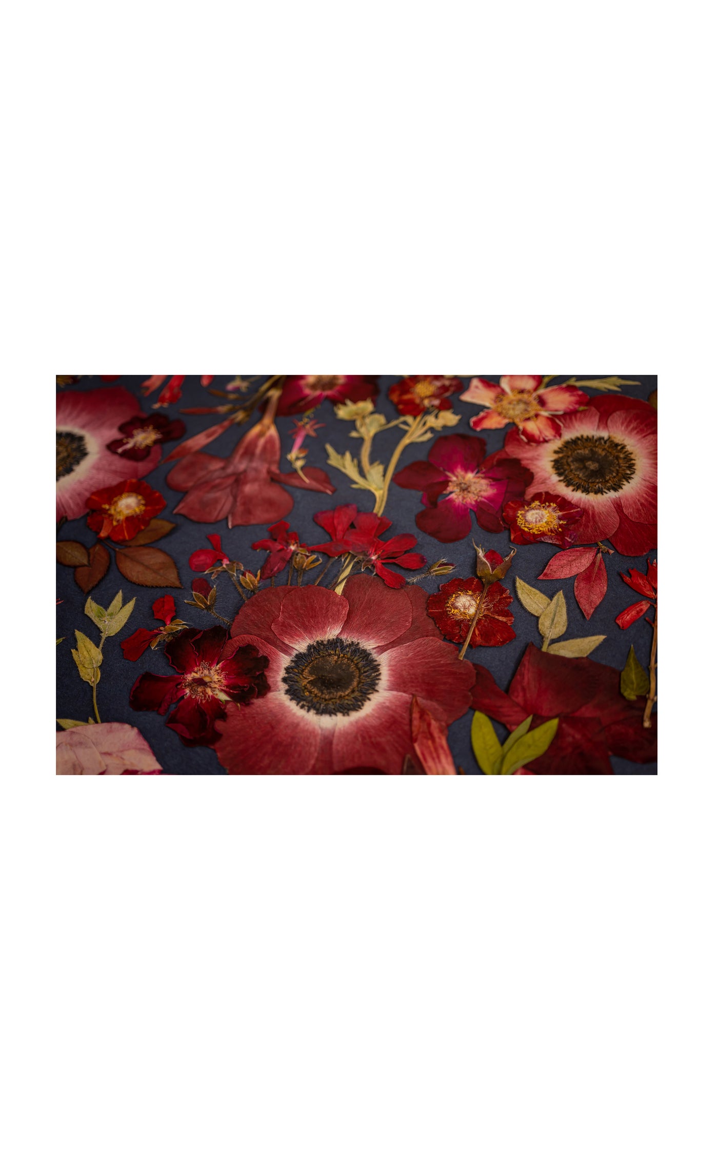 Jewels of the Garden Limited Edition Archival Pigment Print